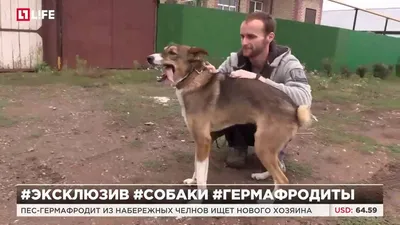 Удивительные фотографии собаки гермафродита в высоком разрешении