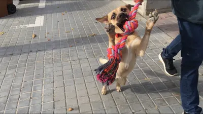 Фото собаки гермафродита - уникальное и редкое явление