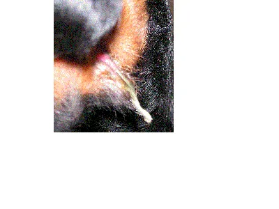 Фото собаки гермафродита для вашего устройства: png, jpg, webp