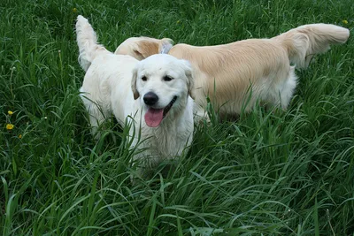 Собака голден ретривер – бесплатно скачать в отличном качестве