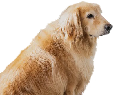 Картинка собаки голден ретривер – идеальное украшение вашего проекта