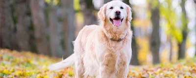 Картинка собаки голден ретривер – идеальный домашний питомец