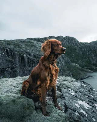 Фото собаки ирландского сеттера для скачивания