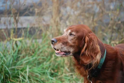 Собака ирландский сеттер: фотографии в формате png