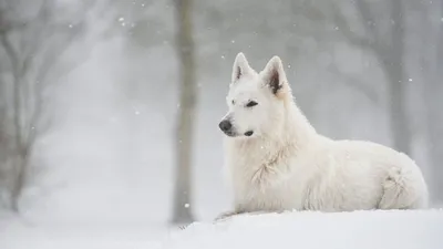 Собака из снега: яркие обои для вашего устройства