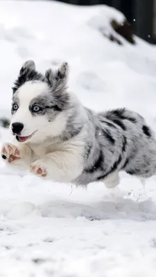 Фото: собака из снега, доступно для загрузки в jpg