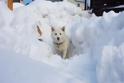 Собака из снега: скачивайте изображения бесплатно