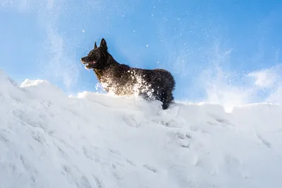 Фото собаки из снега: великолепные картинки в формате webp