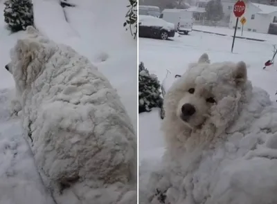 Собака из снега: выберите оптимальный размер изображения
