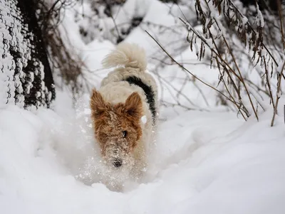 Собака из снега: красивые изображения для скачивания