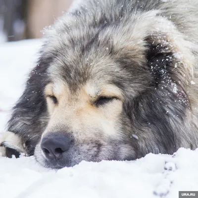 Фото собаки из снега: скачать бесплатно в формате jpg