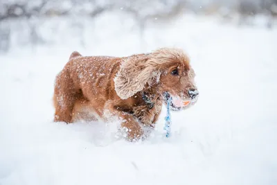 Собака из снега: стильные обои для вашего устройства