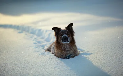 Фото: собака из снега в хорошем качестве