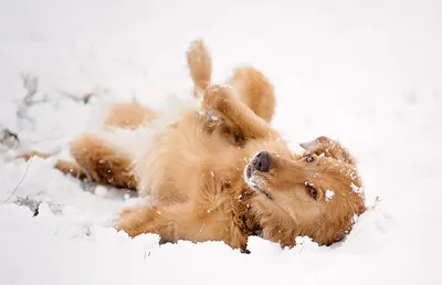 Собака из снега: загрузить изображения в png формате