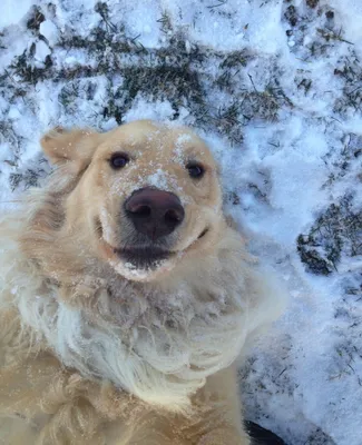 Фото: собака из снега, картинки в хорошем качестве