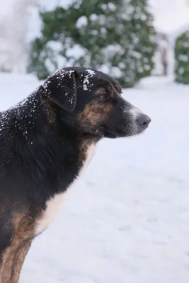 Фото собаки из снега: интересные картинки для скачивания
