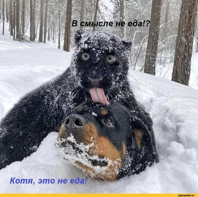 Собака из снега: выберите желаемый размер изображения