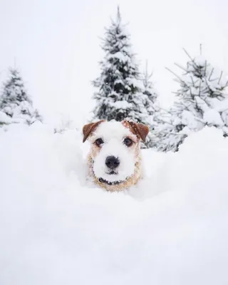 Фото собаки из снега: качественные обои для вашего устройства