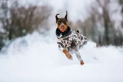 Собака из снега: отличные картинки для скачивания