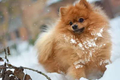 Фото: собака из снега, скачать в png формате бесплатно
