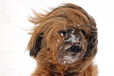 Собака из снега: приятные картинки для скачивания
