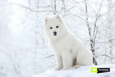 Фото: собака из снега в формате webp