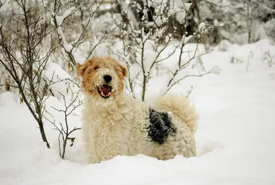 Собака из снега: красивое изображение для фона