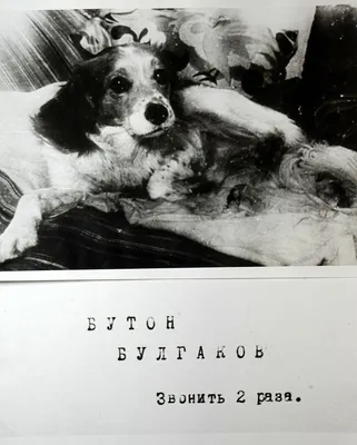 Фото Качалова собаки - скачайте в форматах jpg, png, webp
