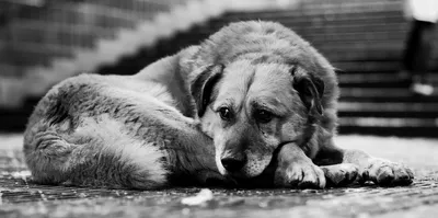 Фото собаки Качалова в высоком качестве - бесплатное скачивание