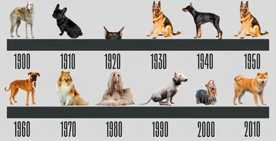 Картинка Качалова собаки, достойная внимания