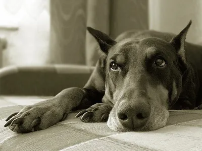 Уникальное фото Качалова собаки - бесплатная загрузка