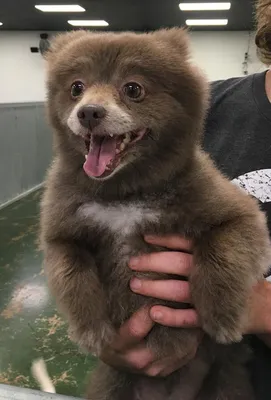 Собака, которая выглядит как медведь: красивые изображения для загрузки