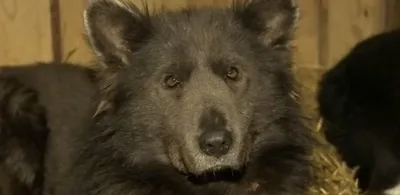 Уникальные фотографии собаки, похожей на медведя