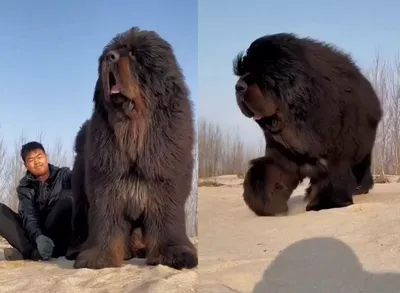 Уникальные фото собаки, неотразимо похожей на медведя