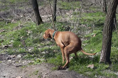 Фантастическое фотофоновое изображение собаки, какающей неповторимо