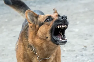 Фото собаки карго: скачать бесплатно в высоком разрешении