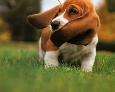 Качественное изображение собаки коломбо - скачать бесплатно
