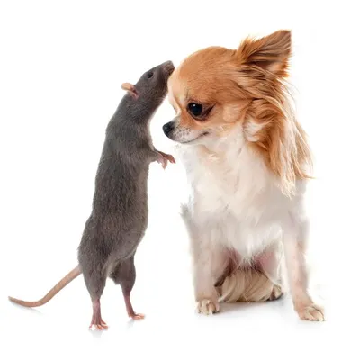 Изображение собаки крысы в формате png - выберите размер