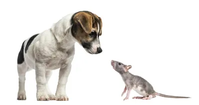 Фотография собаки крысы в формате webp - выберите желаемый размер