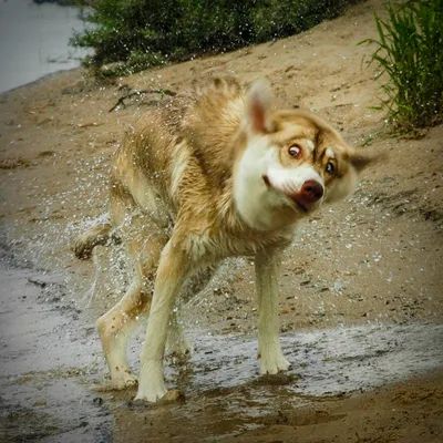 Скачать бесплатно красивые фото Собаки кусака 