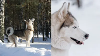 Собака лайка на фото разных размеров