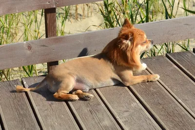 Изображения собаки льва в формате webp: скачать бесплатно