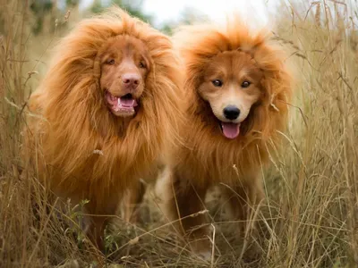 Изображения собаки льва в хорошем качестве: коллекция png