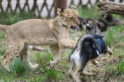 Скачать бесплатно фото собаки льва в формате webp