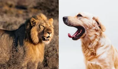 Фото Собака лев: самые яркие и красивые картинки в png