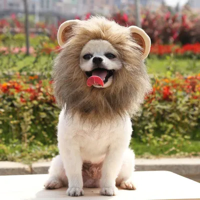 Картинки собаки льва: красота и мощь в формате webp