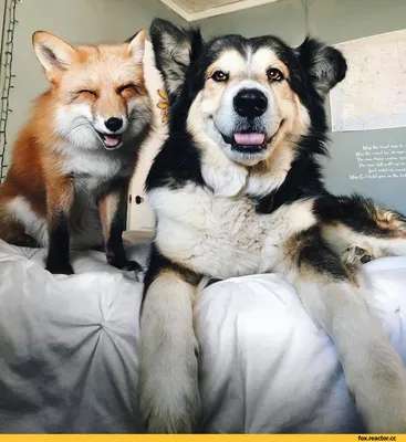Фоновые изображения собаки лиса в формате png