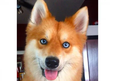 Фото собаки лиса: прекрасный выбор для фона экрана
