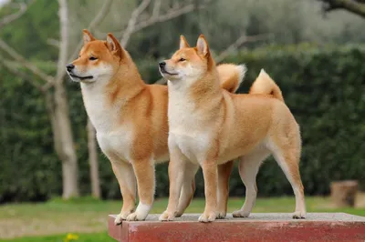 Картинки собаки лисички - выберите размер и формат для скачивания бесплатно