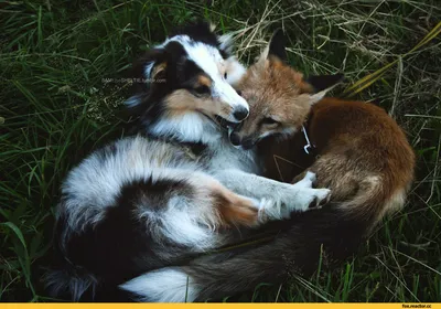 Собака лисичка на фоне природы - изображения для скачивания